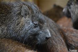 NaturZoo Rheine