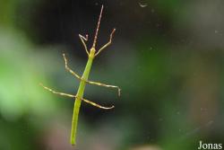Periphetes forcipatus