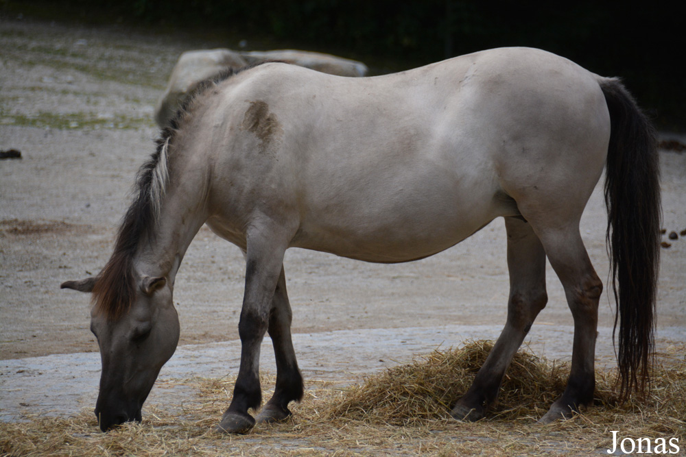 Münchener Tierpark Hellabrunn