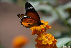 Jardin des Papillons (Hunawihr)