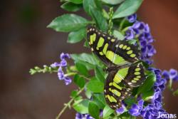 Siproeta stelenes