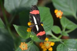 Heliconius sp.