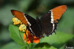 Jardin des Papillons (Hunawihr)