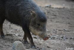 Zoo Brno