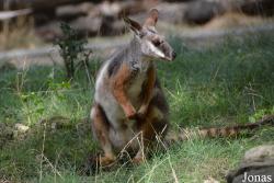 Zoo Brno