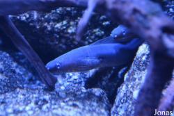 Gymnothorax tile