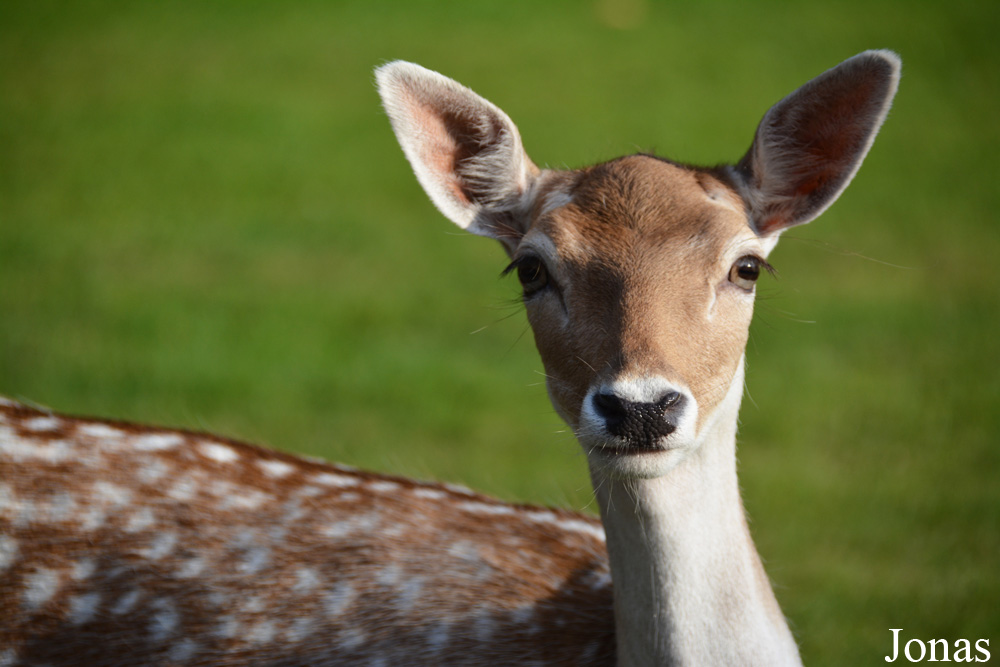Dierenpark de Rippert