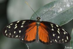 Klein Costa Rica