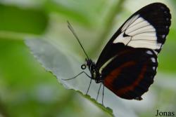Heliconius cydno