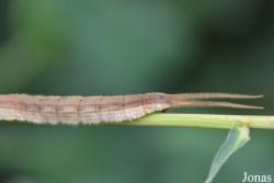 Eryphanis polyxena