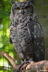 Uilen- en Dierenpark De Paay