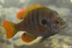 Acuario del Parque Lenin