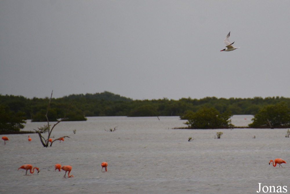 Ciénaga de Zapata