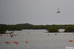 Ciénaga de Zapata