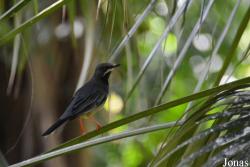 Turdus rubripes