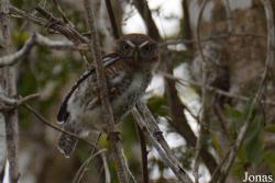 Glaucidium siju
