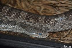 Indianapolis Zoo
