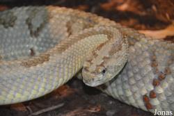 Crotalus tzabcan