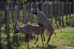 Parque Zoológico Nacional de Cuba