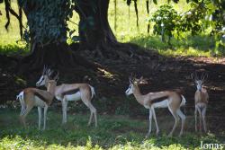 Parque Zoológico Nacional de Cuba