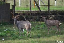 Tragelaphus strepsiceros zambesiensis