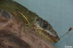Anolis noblei