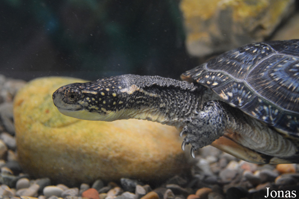 Potawatomi Zoo