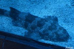 Shedd Aquarium