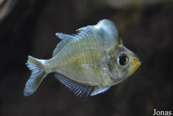 Shedd Aquarium