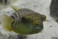 Tetraodon pustulatus