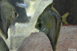Shedd Aquarium