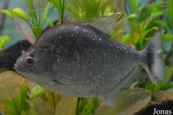 Shedd Aquarium