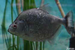 Serrasalmus geryi