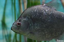 Shedd Aquarium