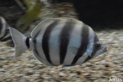 Shedd Aquarium