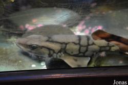 Shedd Aquarium