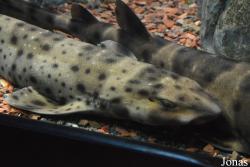 Shedd Aquarium