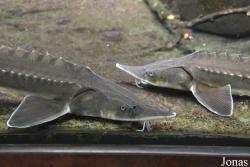 Shedd Aquarium
