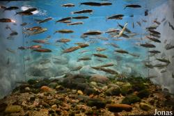 Shedd Aquarium