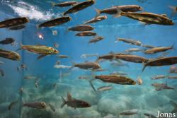 Shedd Aquarium