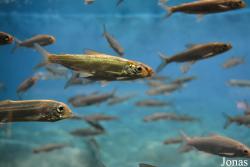 Shedd Aquarium