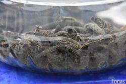 Hirudinidae