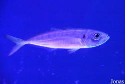 Trachurus trachurus