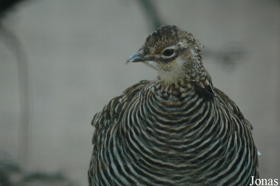 Vogelpark Walsrode