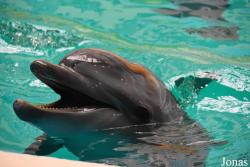 Istanbul Dolphinarium