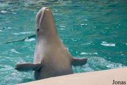 Istanbul Dolphinarium