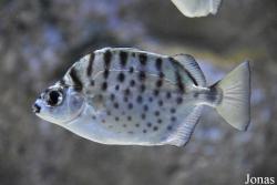 Selenotoca multifasciata