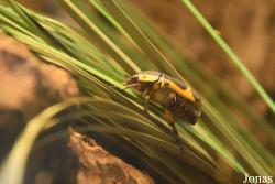 Ménagerie, le Zoo du Jardin des Plantes