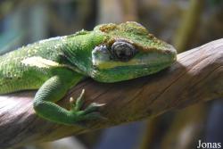 Ménagerie, le Zoo du Jardin des Plantes