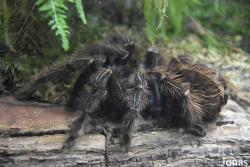 Ménagerie, le Zoo du Jardin des Plantes